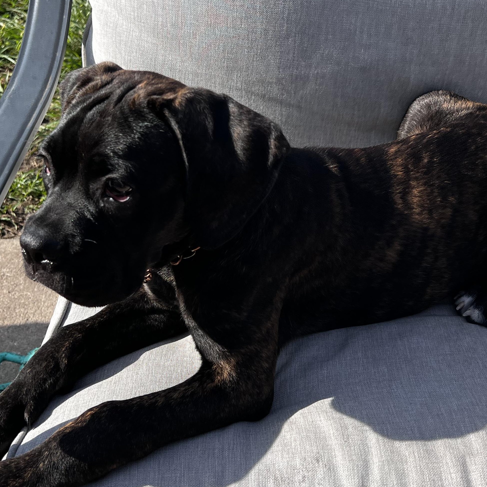 Enlarge Roux, a Adopted mixed breed in Palm Coast, FL image 5/6