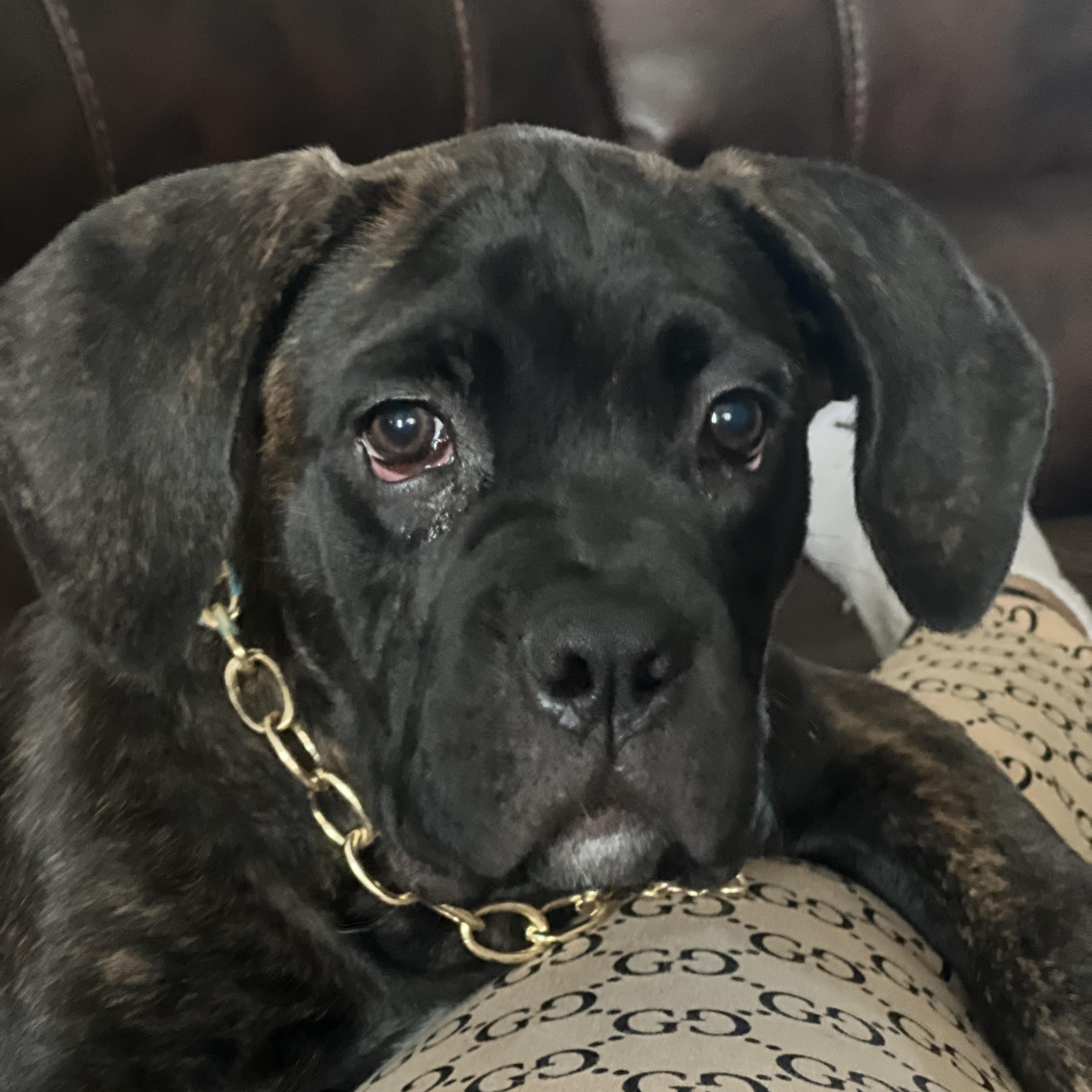 Enlarge Roux, a Adopted mixed breed in Palm Coast, FL image 6/6