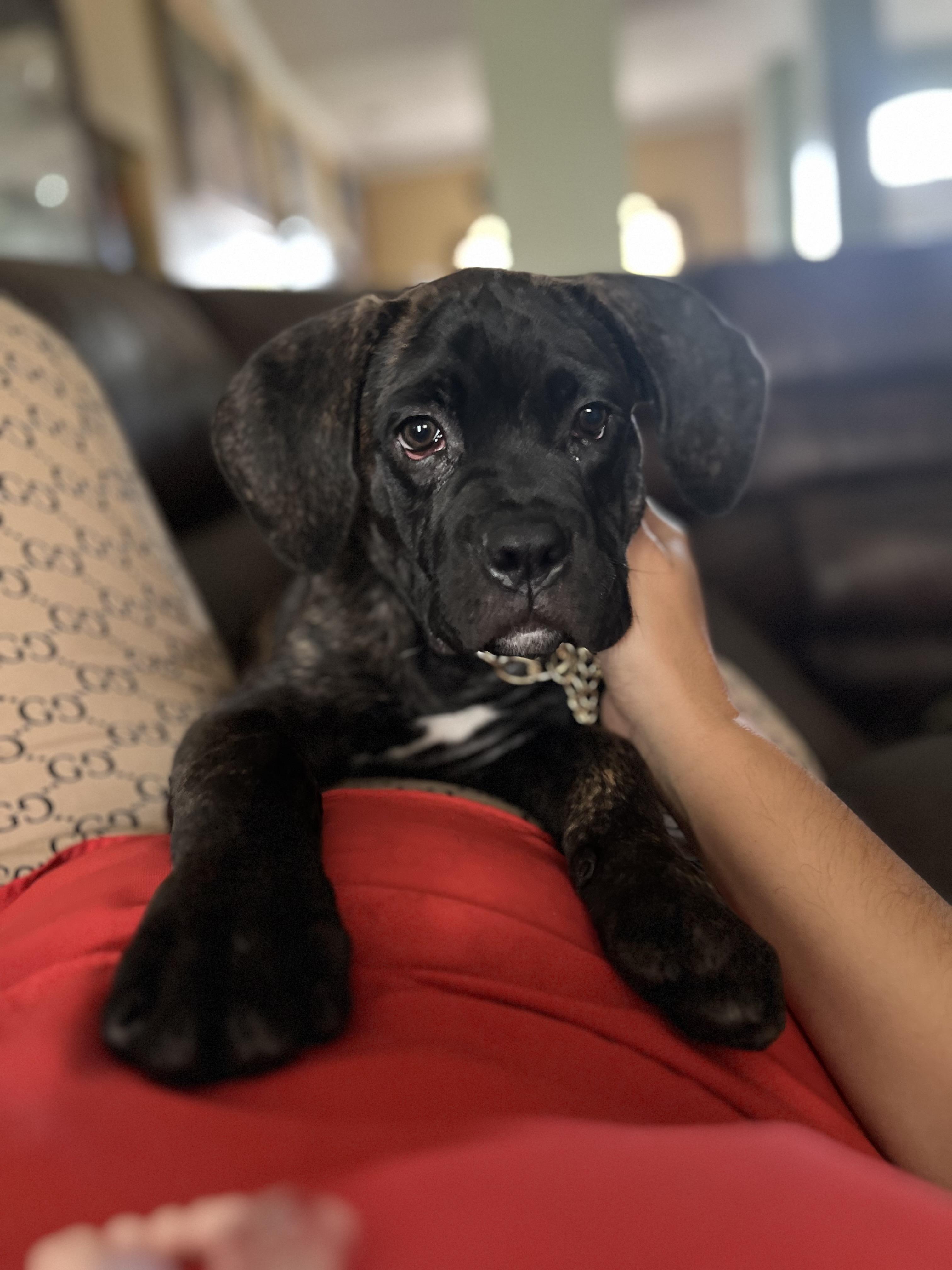 Enlarge Roux, a Adopted mixed breed in Palm Coast, FL image 2/6