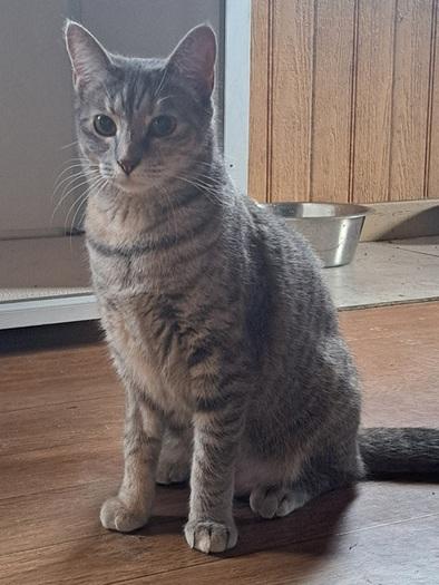 Enlarge Merida, an adopted mixed breed in Manning, SC image 1/1