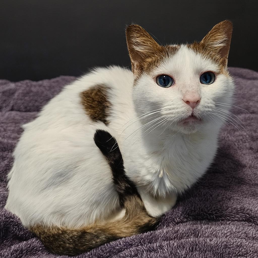 Duchess — thumbnail 2