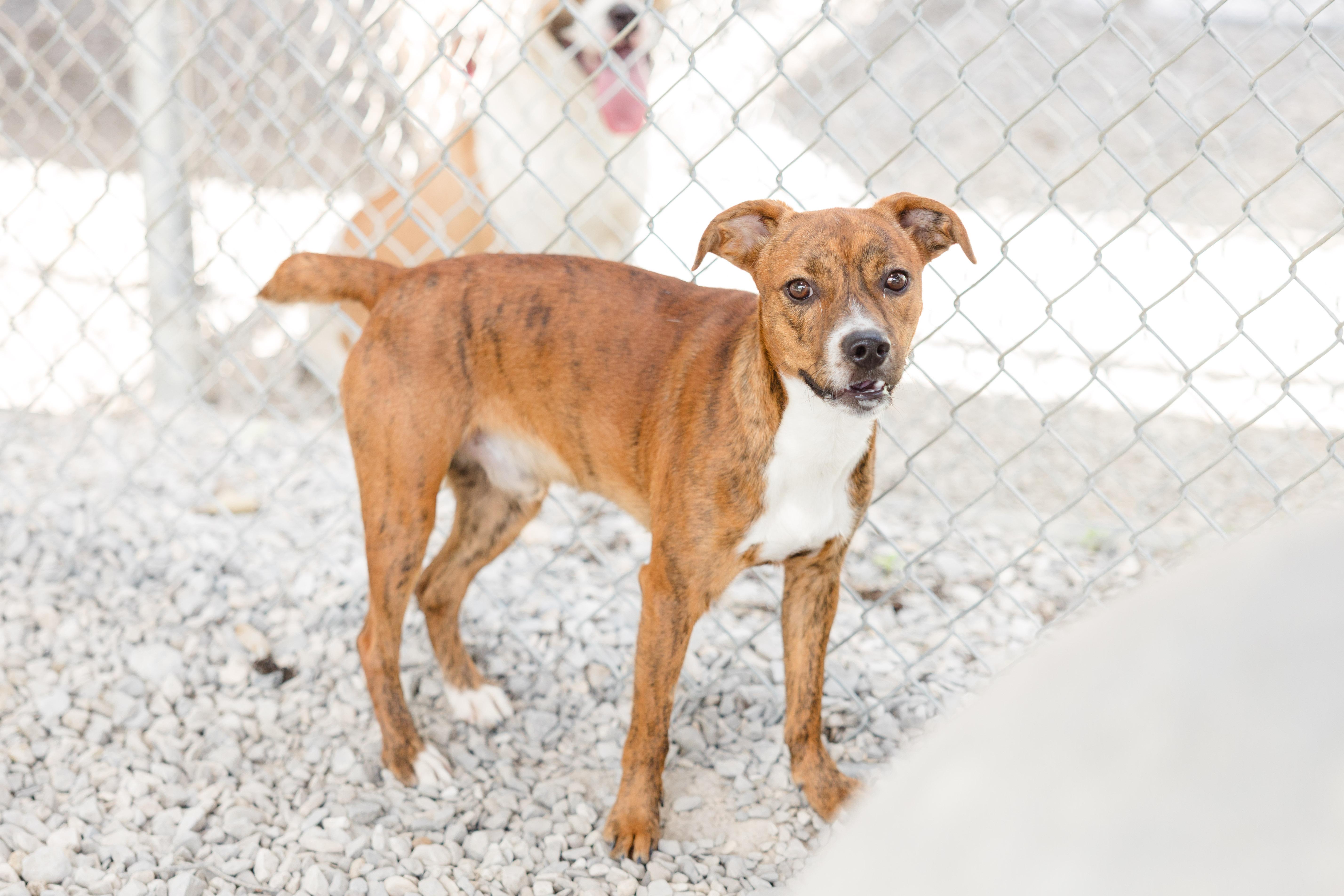 Enlarge Cheese, a ADOPTABLE mixed breed in Newburgh, IN image 3/3
