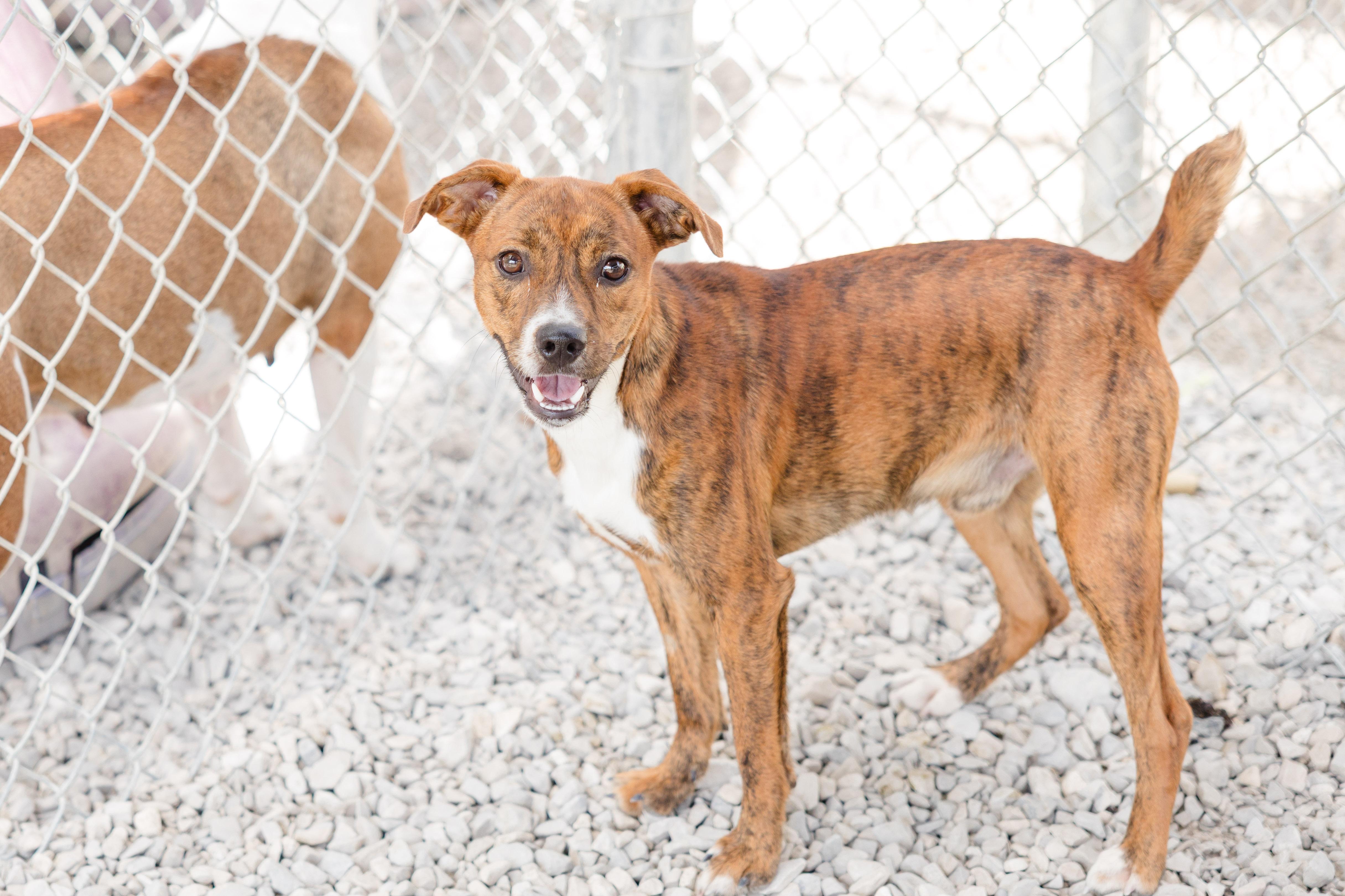 Enlarge Cheese, a ADOPTABLE mixed breed in Newburgh, IN image 1/3
