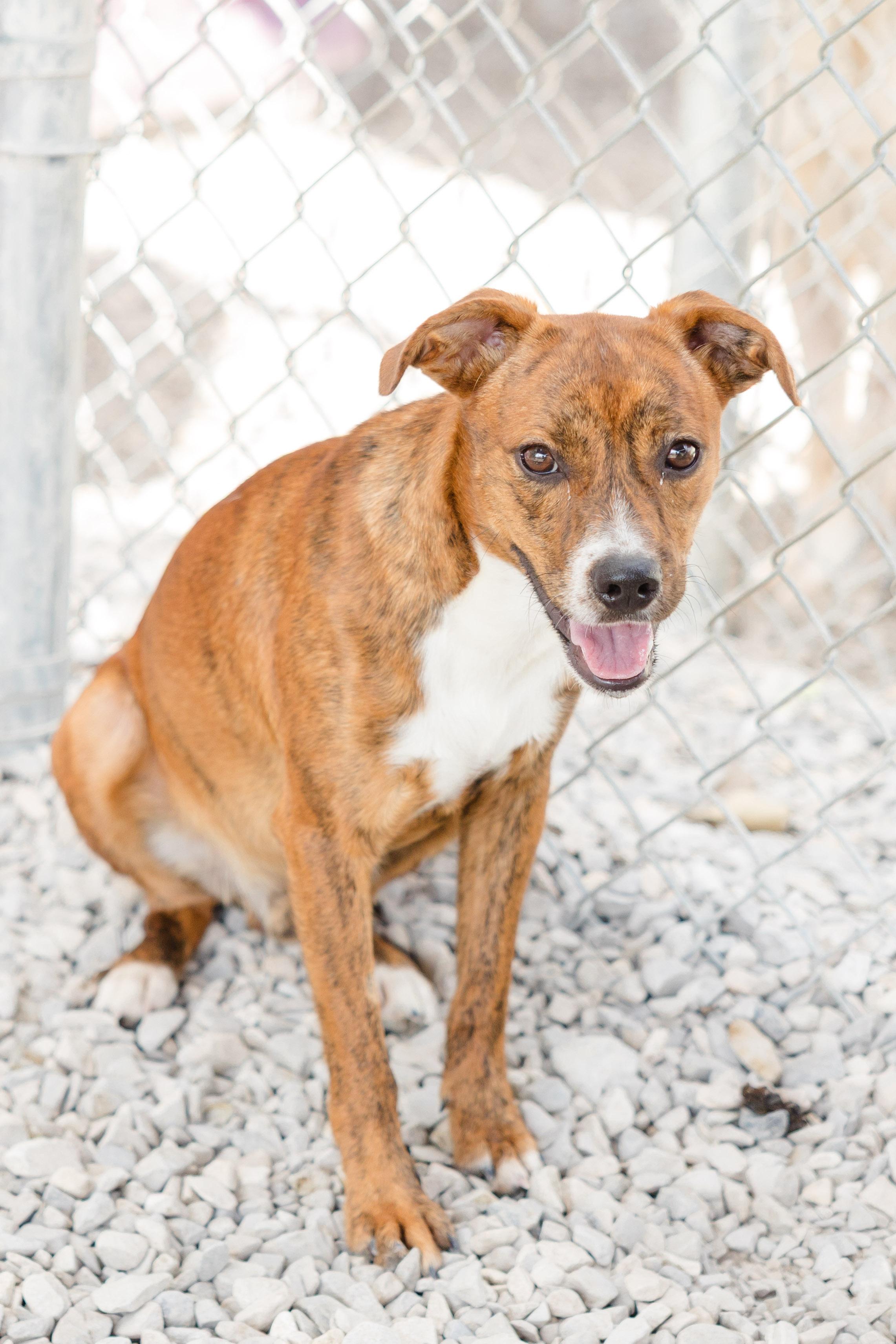 Enlarge Cheese, a ADOPTABLE mixed breed in Newburgh, IN image 2/3