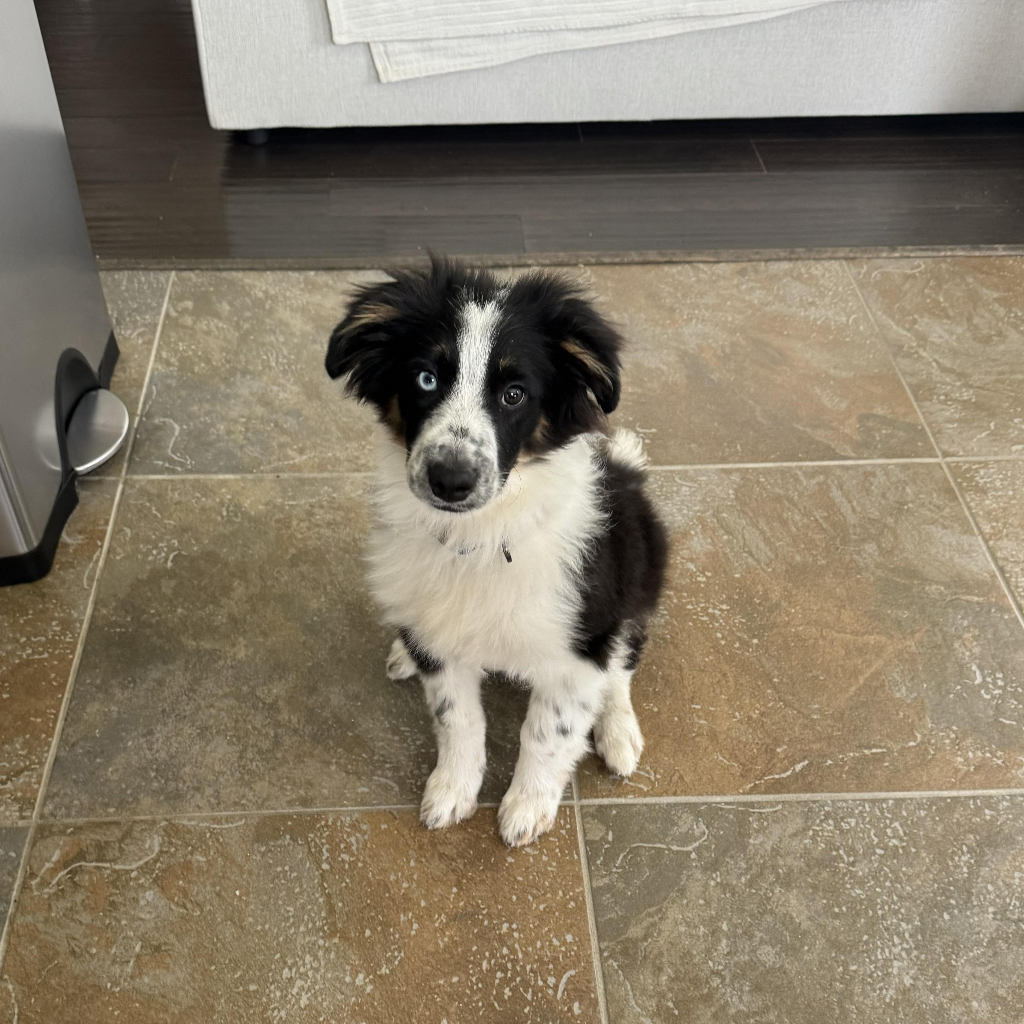 Rocky, a ADOPTABLE Border Collie in Houston, TX image 2/6