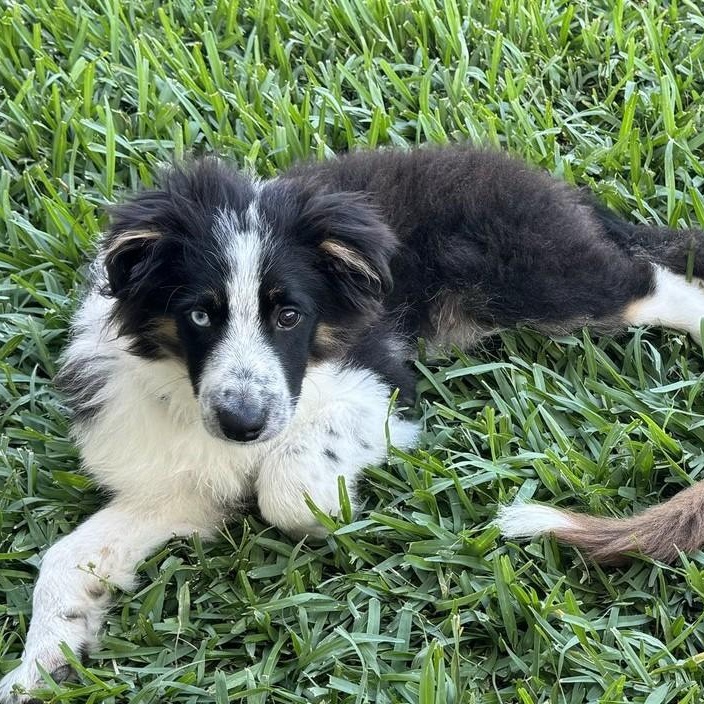Rocky, ADOPTABLE, Puppy Male Border Collie.