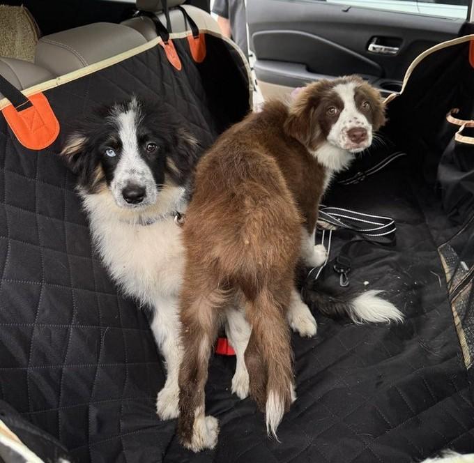 Rocky, a ADOPTABLE Border Collie in Houston, TX image 3/6