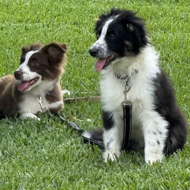 Rocky, a ADOPTABLE Border Collie in Houston, TX image 4/6