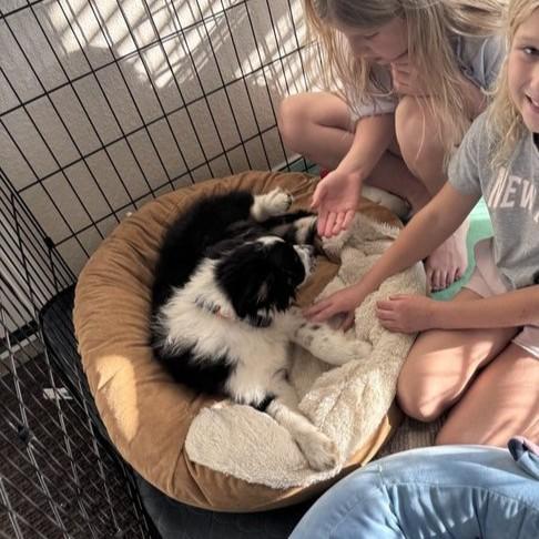 Rocky, a ADOPTABLE Border Collie in Houston, TX image 6/6