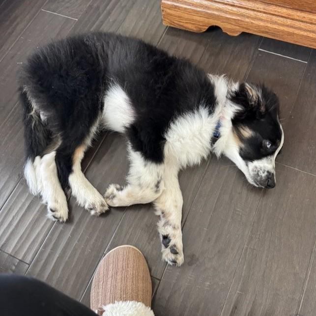 Rocky, a ADOPTABLE Border Collie in Houston, TX image 5/6