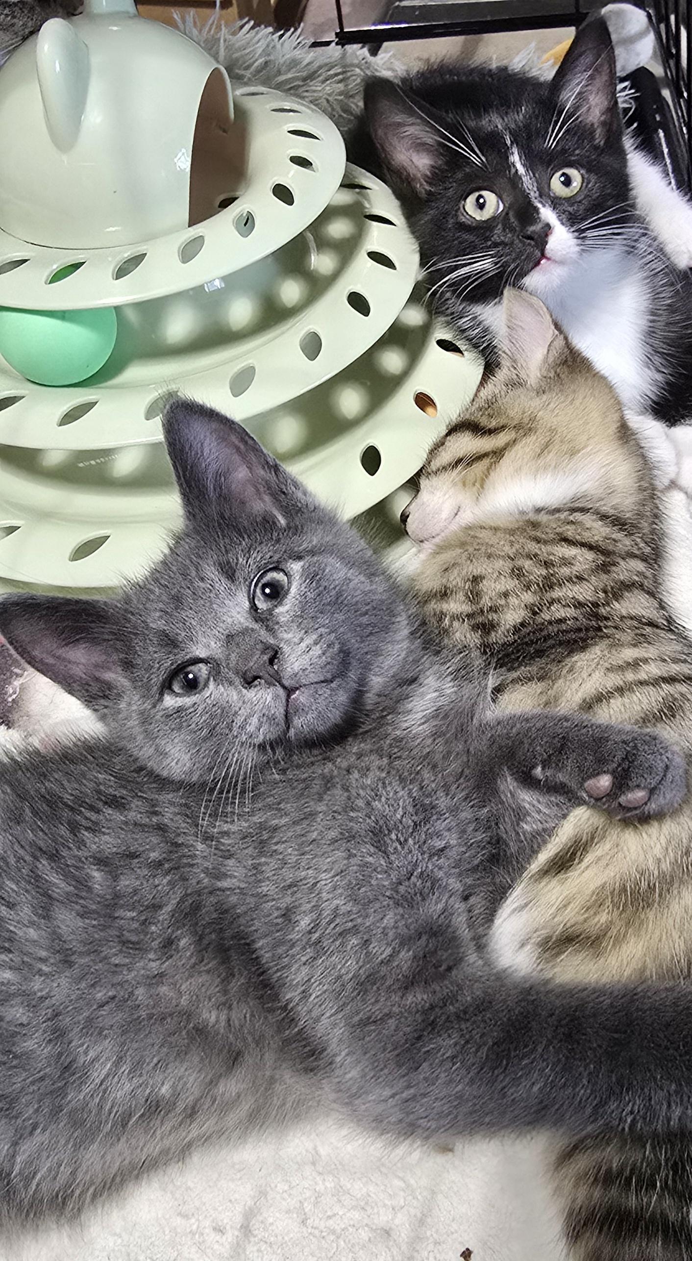 Daisy, Adoptable, Young Female Tabby.