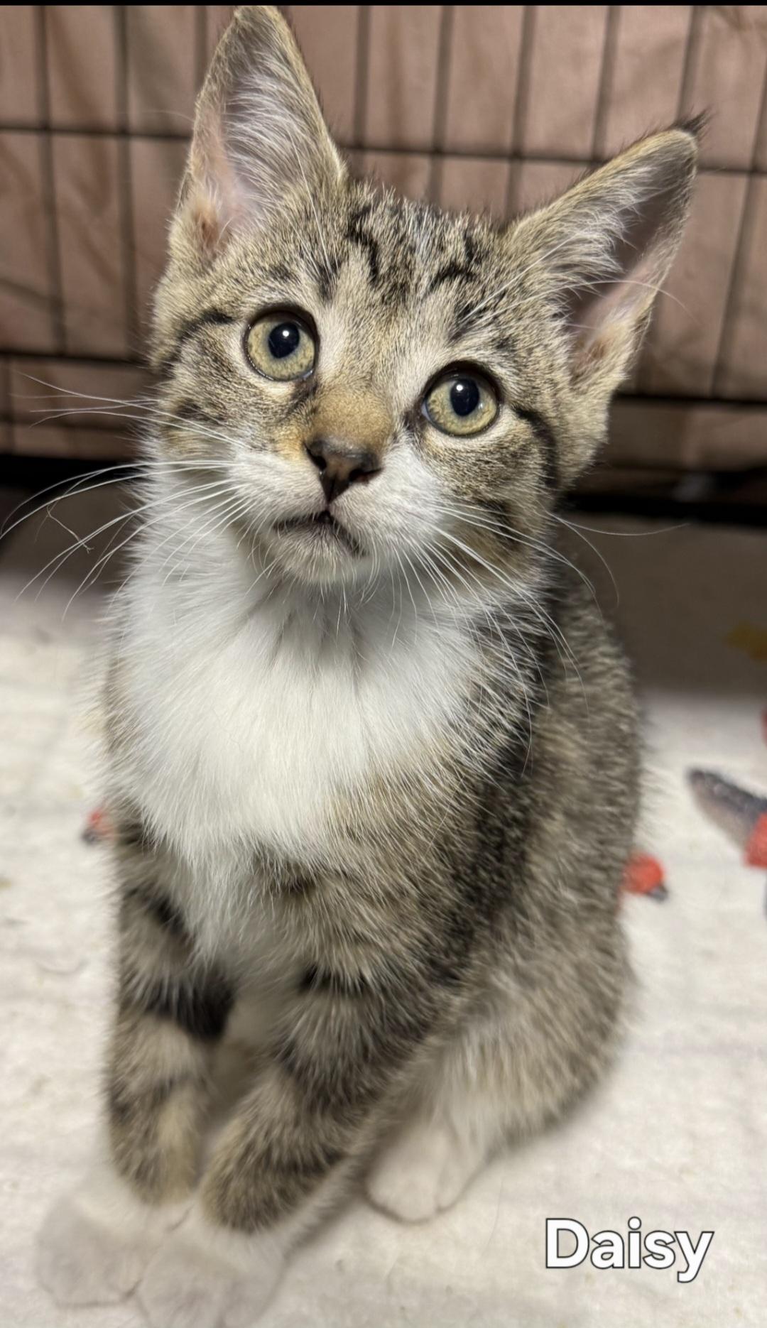 Daisy, a Adoptable Tabby in Stevensville, ON image 2/3