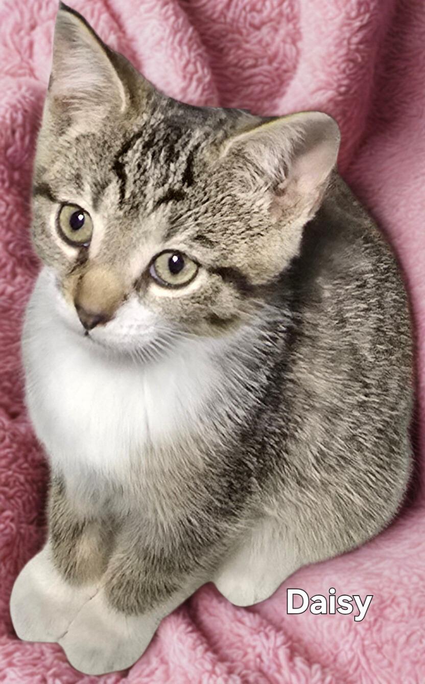 Daisy, a Adoptable Tabby in Stevensville, ON image 3/3