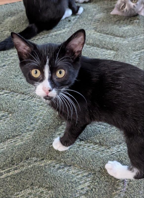Enlarge Dogcat, a Adoptable Tuxedo in Ocala, FL image 1/3