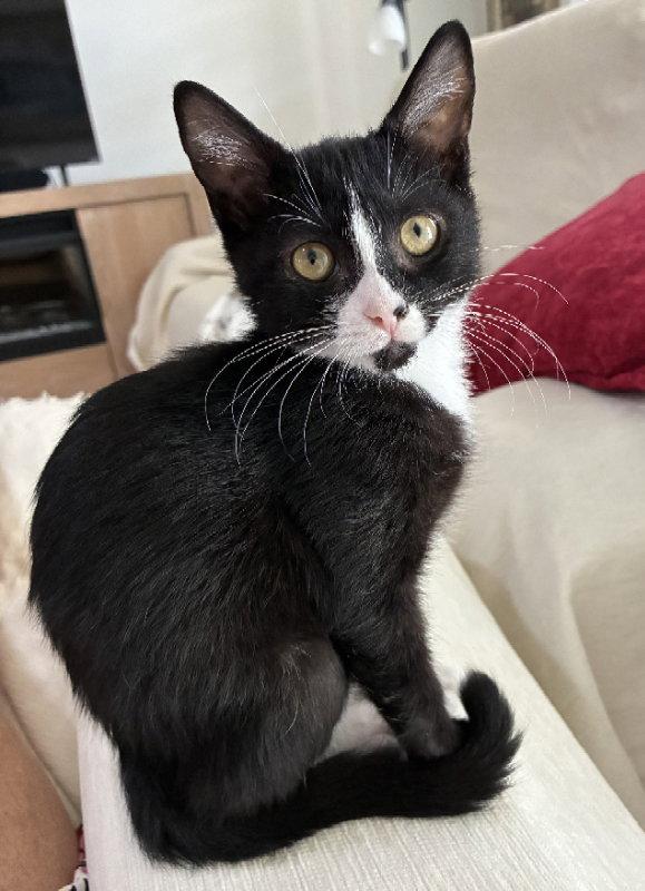 Enlarge Dogcat, a Adoptable Tuxedo in Ocala, FL image 2/3