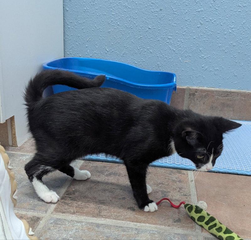 Enlarge Dogcat, a Adoptable Tuxedo in Ocala, FL image 3/3