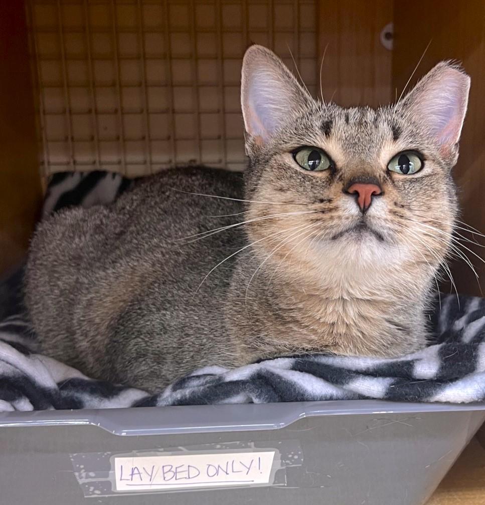 Willow, Adoptable, Young Female Domestic Short Hair.