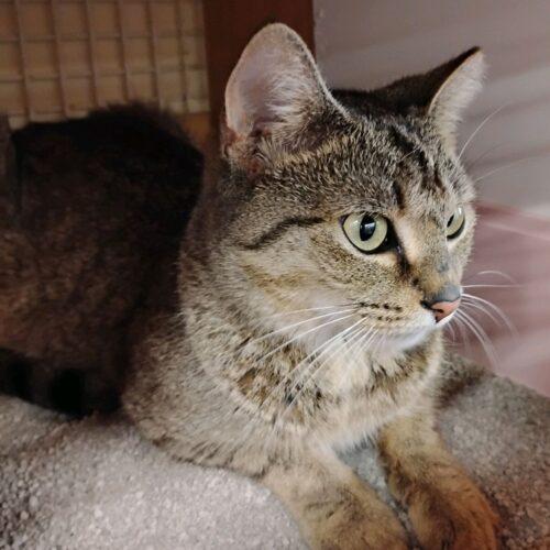 Enlarge Willow, a Adoptable Domestic Short Hair in Seven Valleys, PA image 2/6