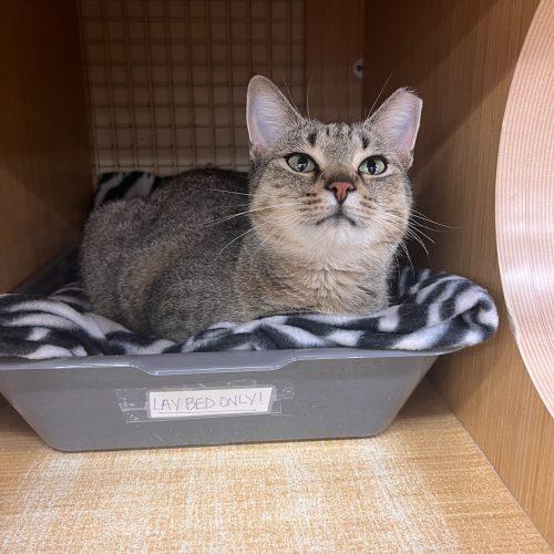 Enlarge Willow, a Adoptable Domestic Short Hair in Seven Valleys, PA image 3/6