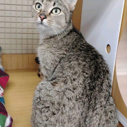 Enlarge Willow, a Adoptable Domestic Short Hair in Seven Valleys, PA image 4/6