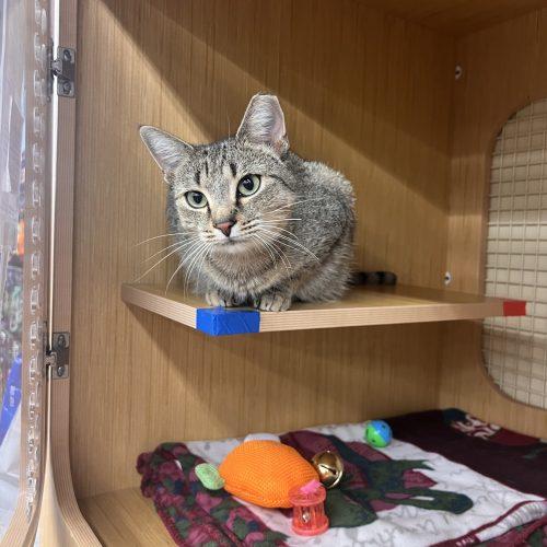 Enlarge Willow, a Adoptable Domestic Short Hair in Seven Valleys, PA image 5/6