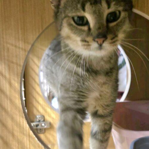 Enlarge Willow, a Adoptable Domestic Short Hair in Seven Valleys, PA image 6/6