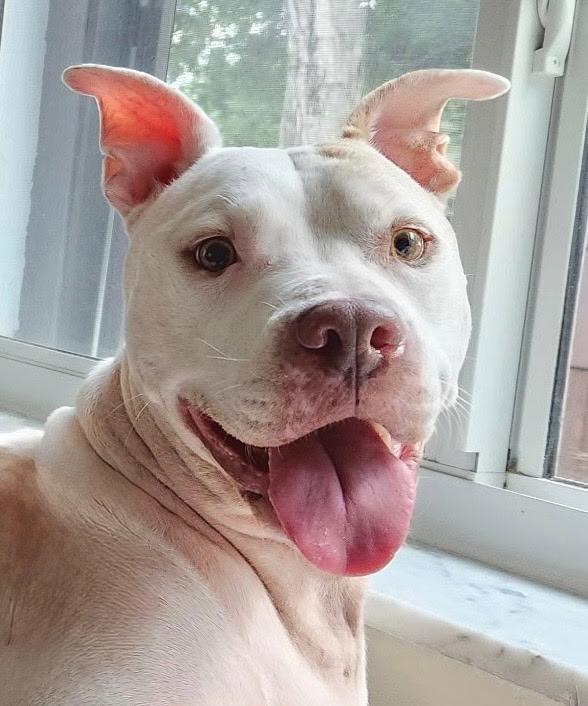 Marley, ADOPTABLE, Adult Male Boxer & Pit Bull Terrier.
