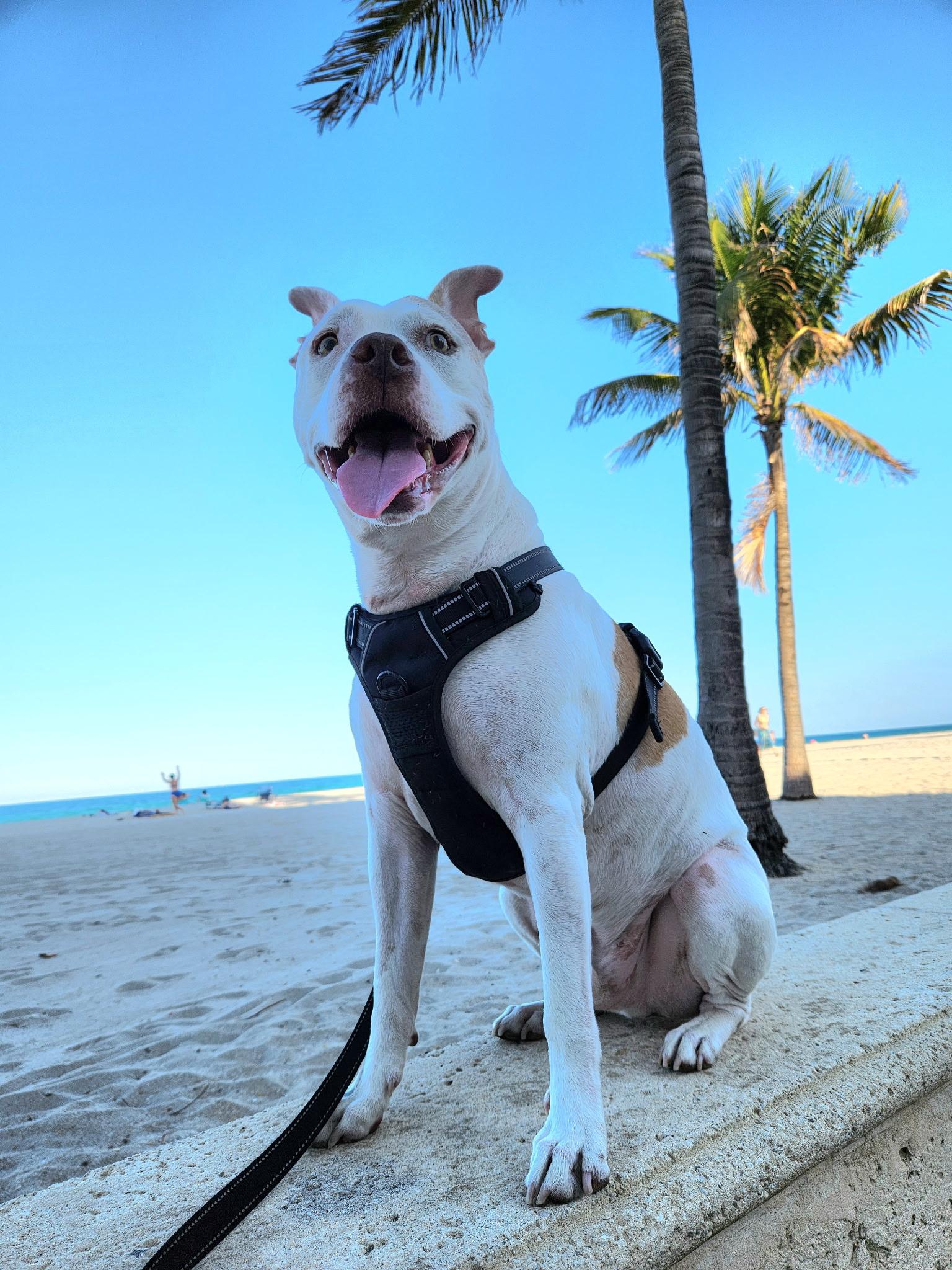 Enlarge Marley, a ADOPTABLE mixed breed in Pompano Beach, FL image 2/3