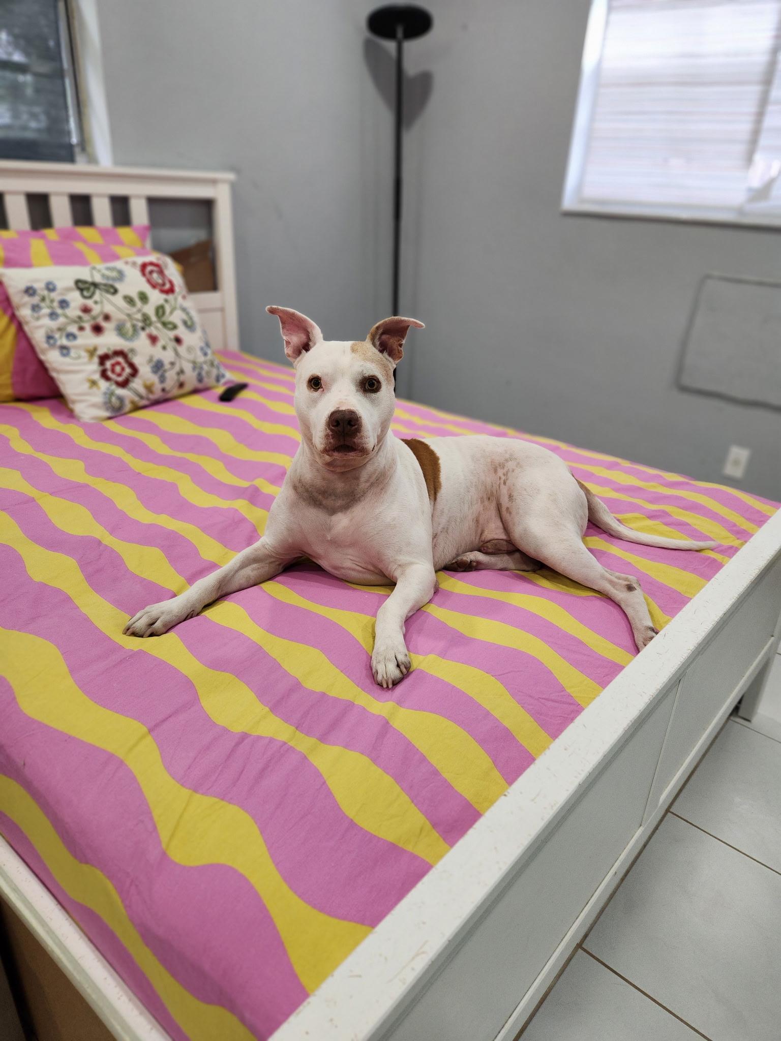 Enlarge Marley, a ADOPTABLE mixed breed in Pompano Beach, FL image 3/3