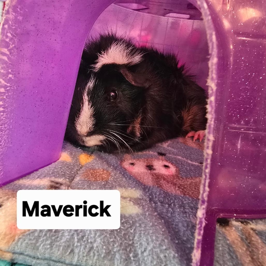 Enlarge Peanut Butter and Maverick, a Adoptable Guinea Pig in Phoenix, AZ image 5/5