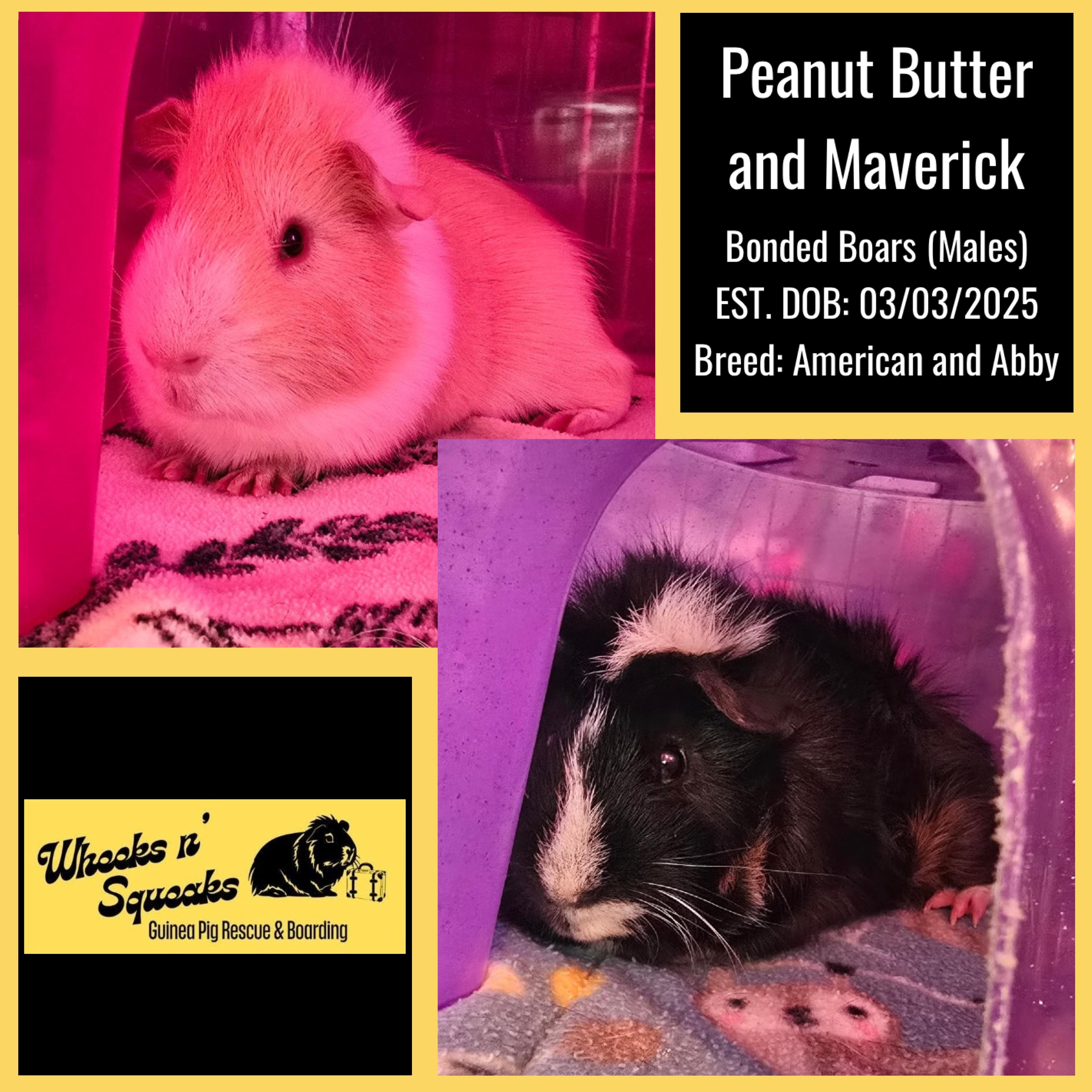 Enlarge Peanut Butter and Maverick, a Adoptable Guinea Pig in Phoenix, AZ image 1/5