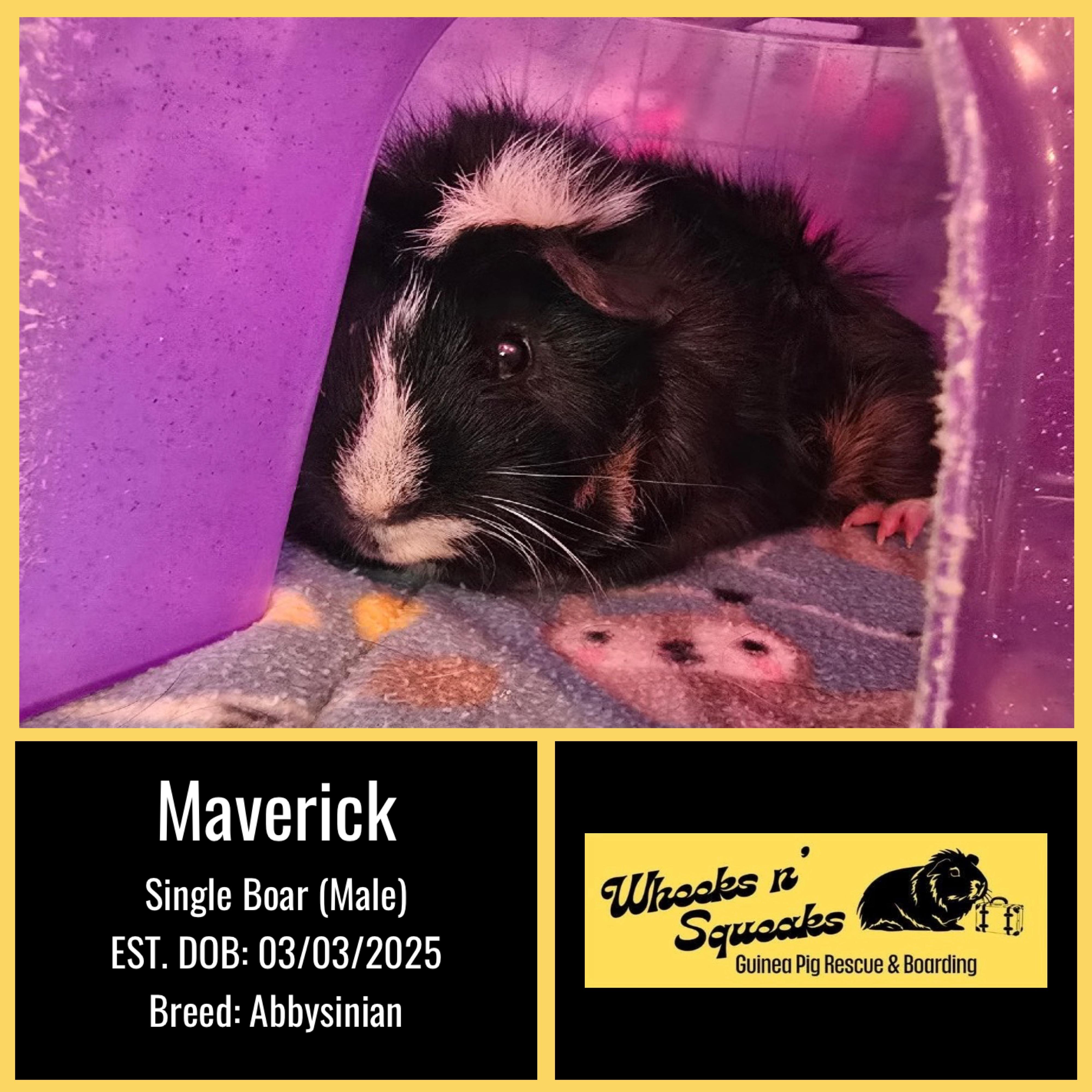 Enlarge Peanut Butter and Maverick, a Adoptable Guinea Pig in Phoenix, AZ image 4/5