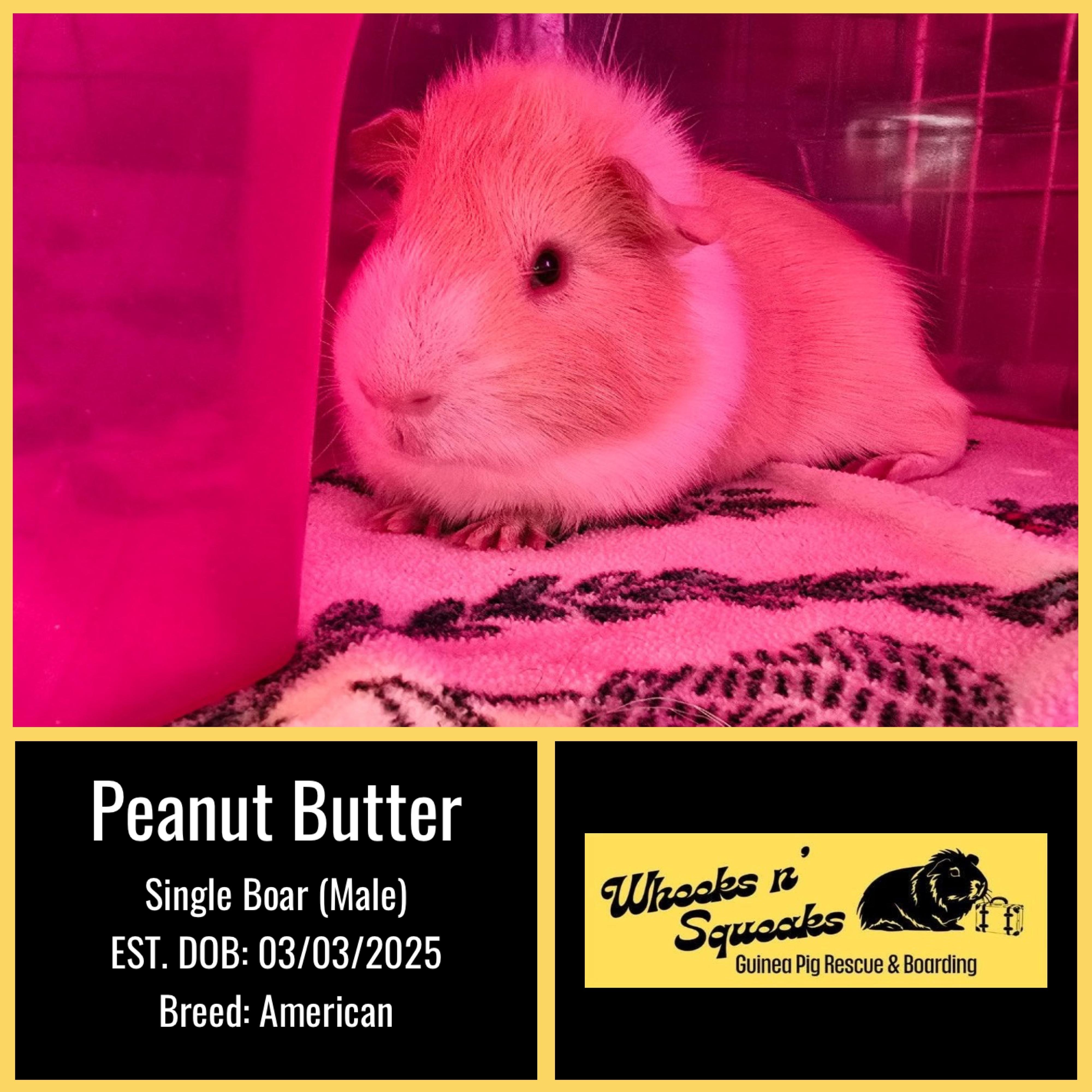 Enlarge Peanut Butter and Maverick, a Adoptable Guinea Pig in Phoenix, AZ image 2/5