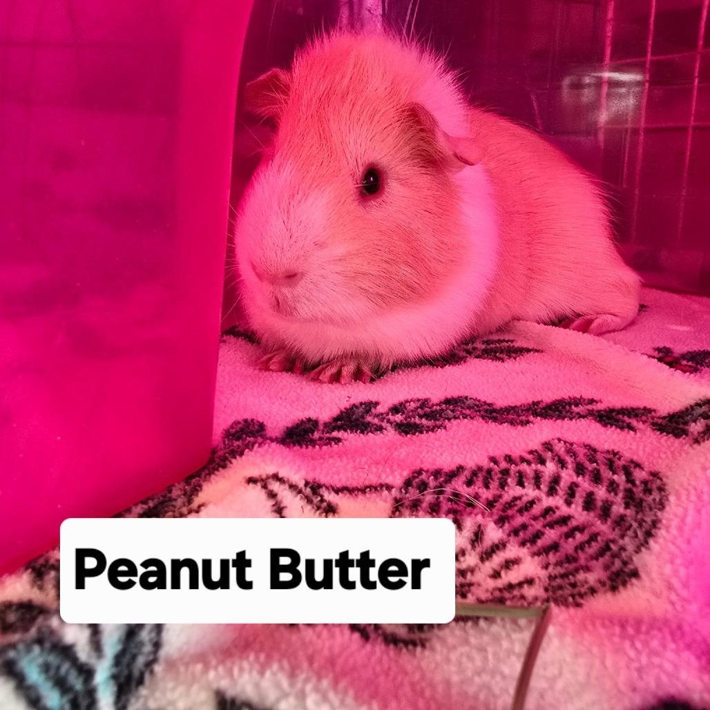 Enlarge Peanut Butter and Maverick, a Adoptable Guinea Pig in Phoenix, AZ image 3/5