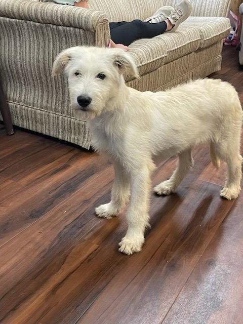 Enlarge Golden Doodles         , Doodles, a Adoptable mixed breed in Mount Laurel, NJ image 1/2