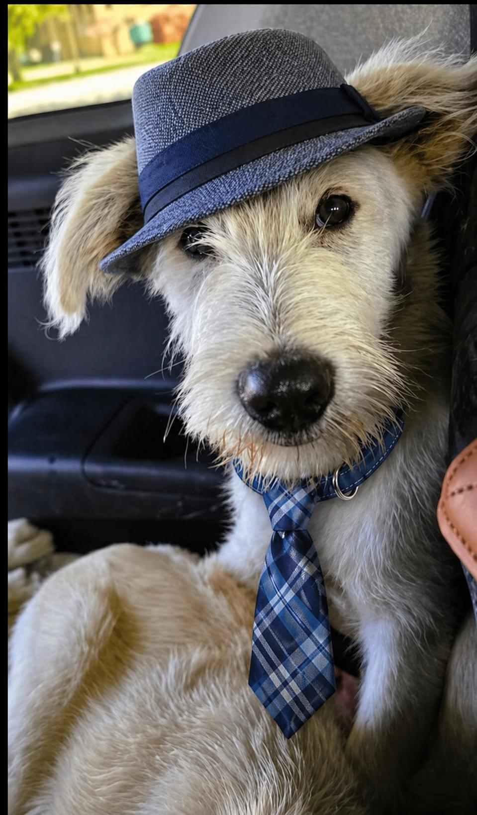 Enlarge Golden Doodles         , Doodles, a Adoptable mixed breed in Mount Laurel, NJ image 2/2