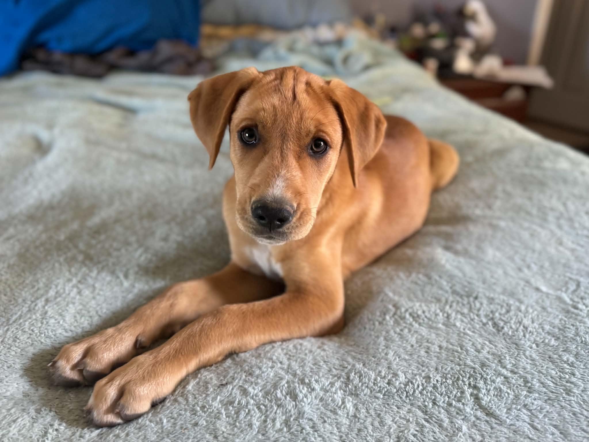 DolFin, an adopted Mixed Breed in Jarrettsville, MD image 5/5