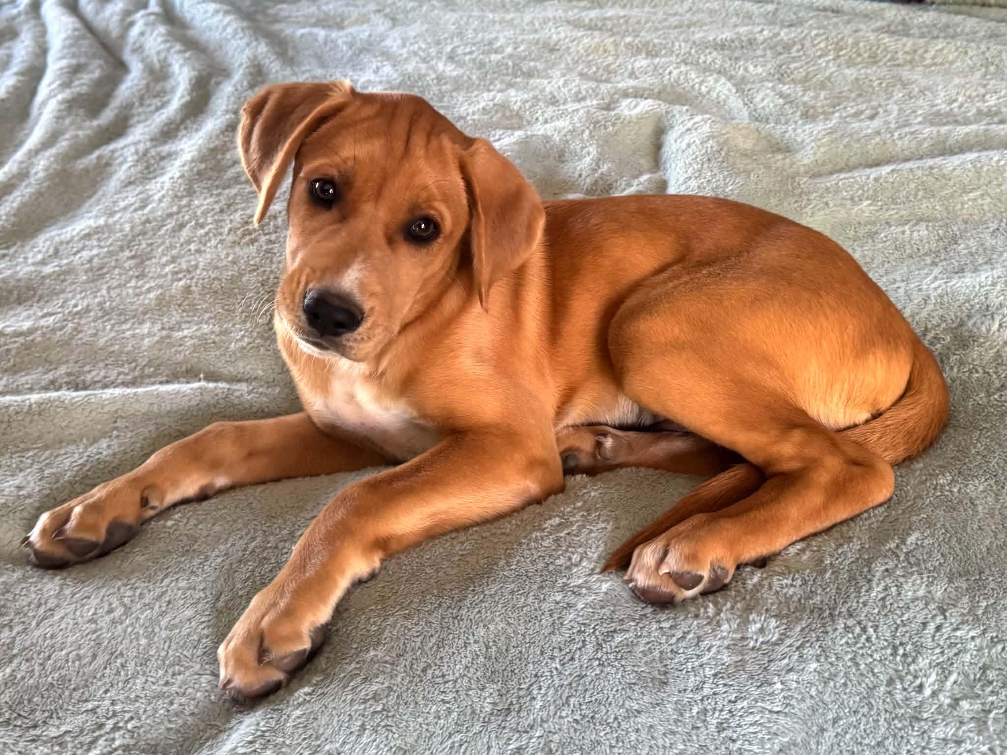 DolFin, an adopted Mixed Breed in Jarrettsville, MD image 2/5