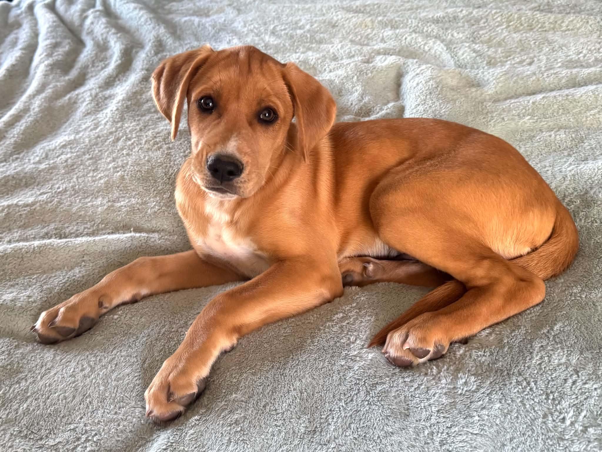DolFin, an adopted Mixed Breed in Jarrettsville, MD image 3/5
