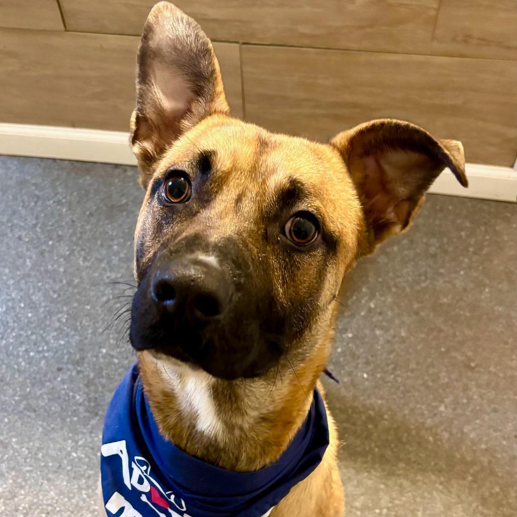 Timber, Adoptable, Young Male Shepherd & Black Mouth Cur.