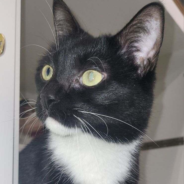 Charlotte, a Adopted Domestic Short Hair in Lancaster, SC image 2/3