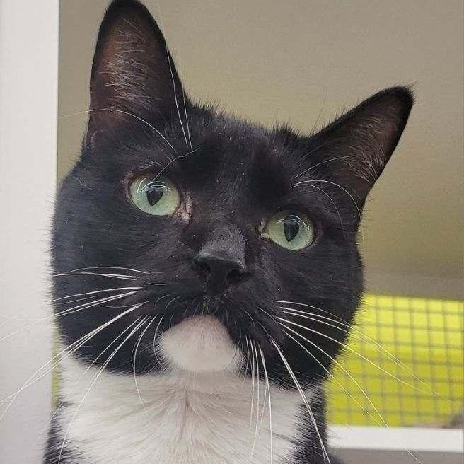 Charlotte, a Adopted Domestic Short Hair in Lancaster, SC image 1/3