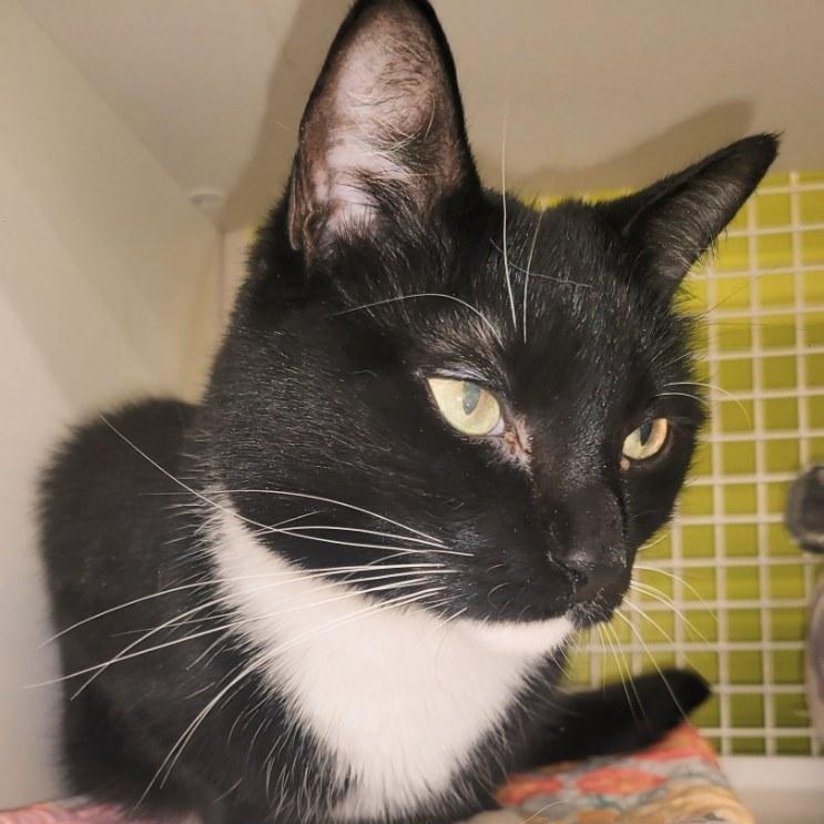 Charlotte, a Adopted Domestic Short Hair in Lancaster, SC image 3/3