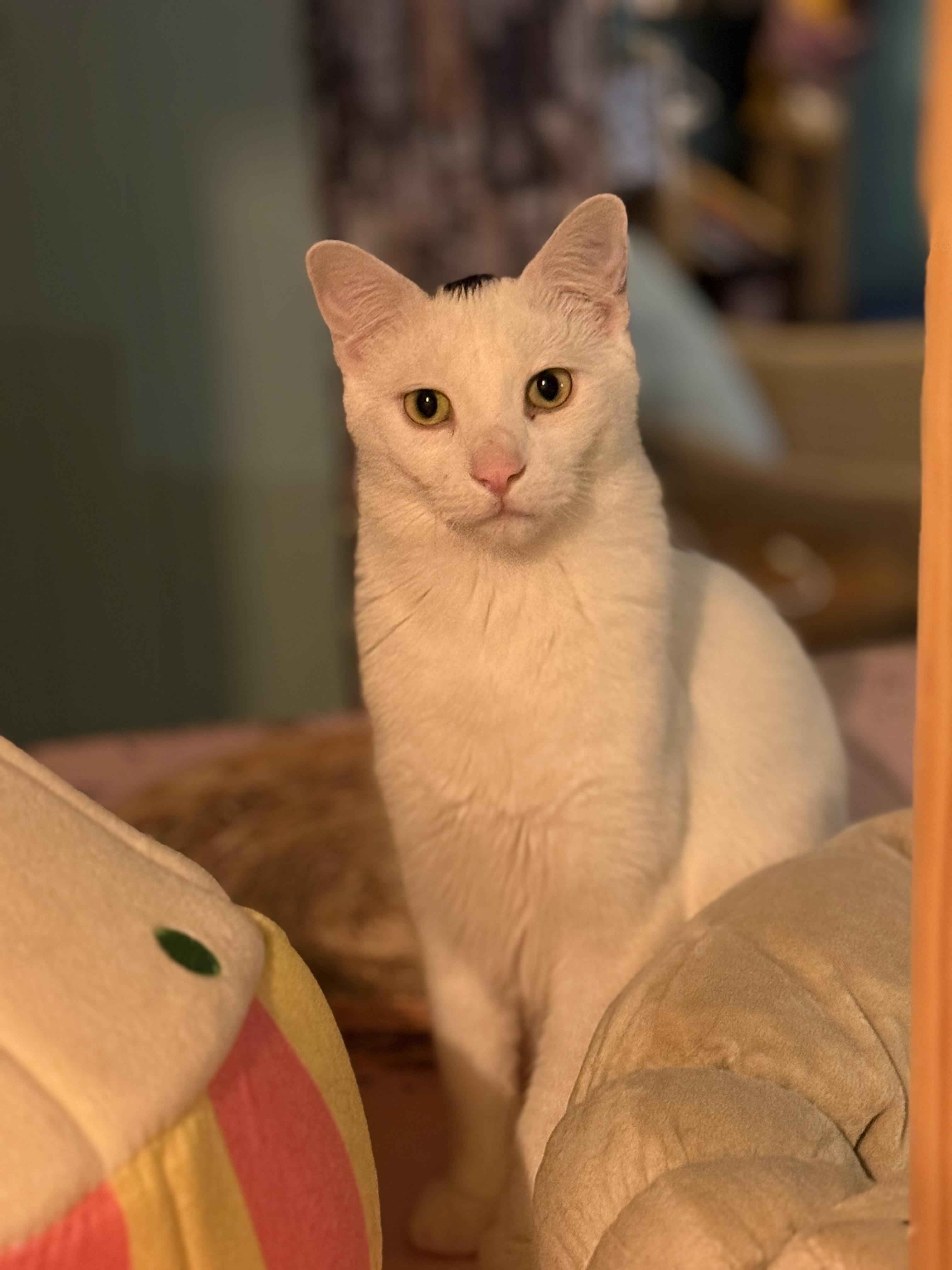 Enlarge Dick Tracey, a Adoptable mixed breed in Whitewater, WI image 1/4