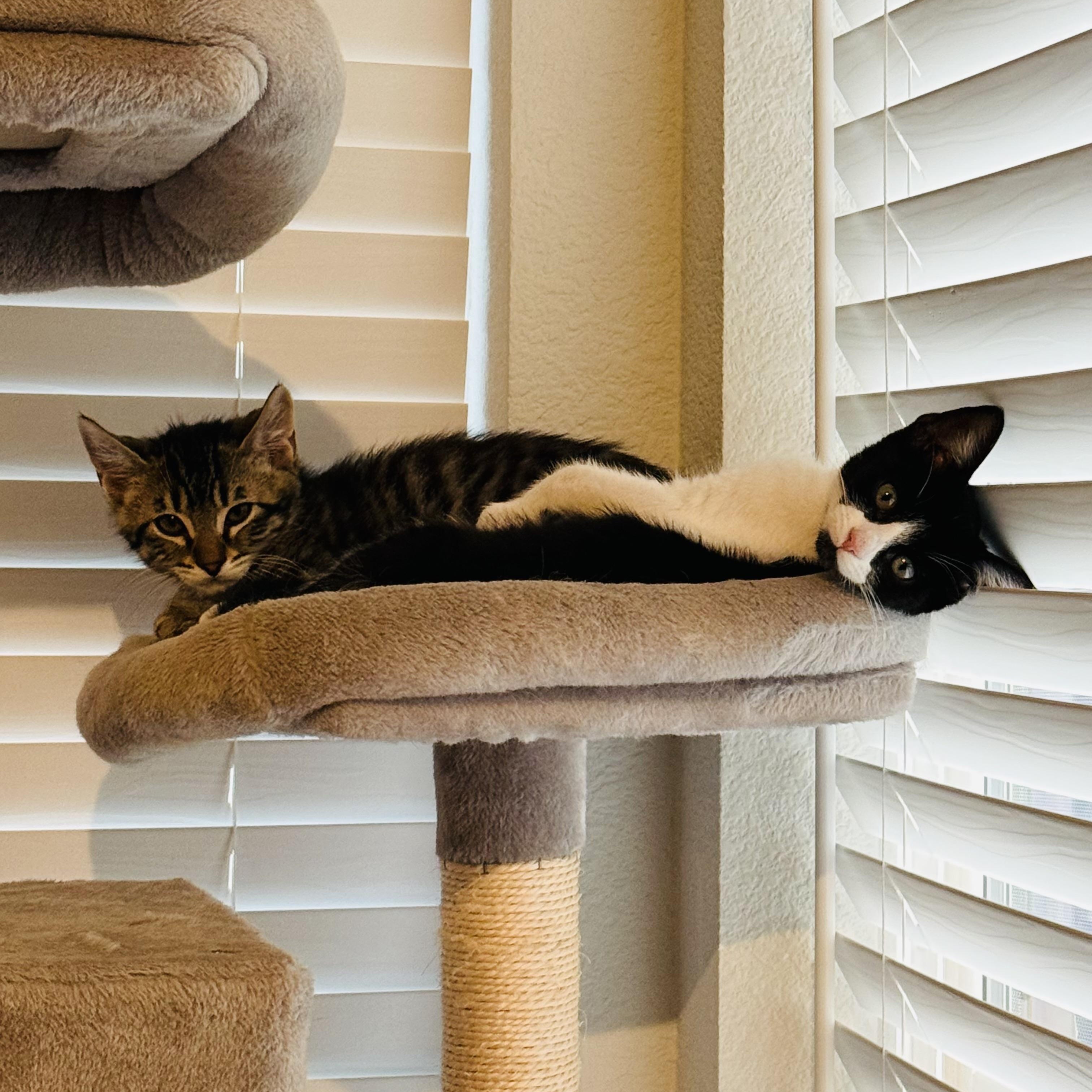 Winnie, a ADOPTABLE Tuxedo in Sacramento, CA image 3/5