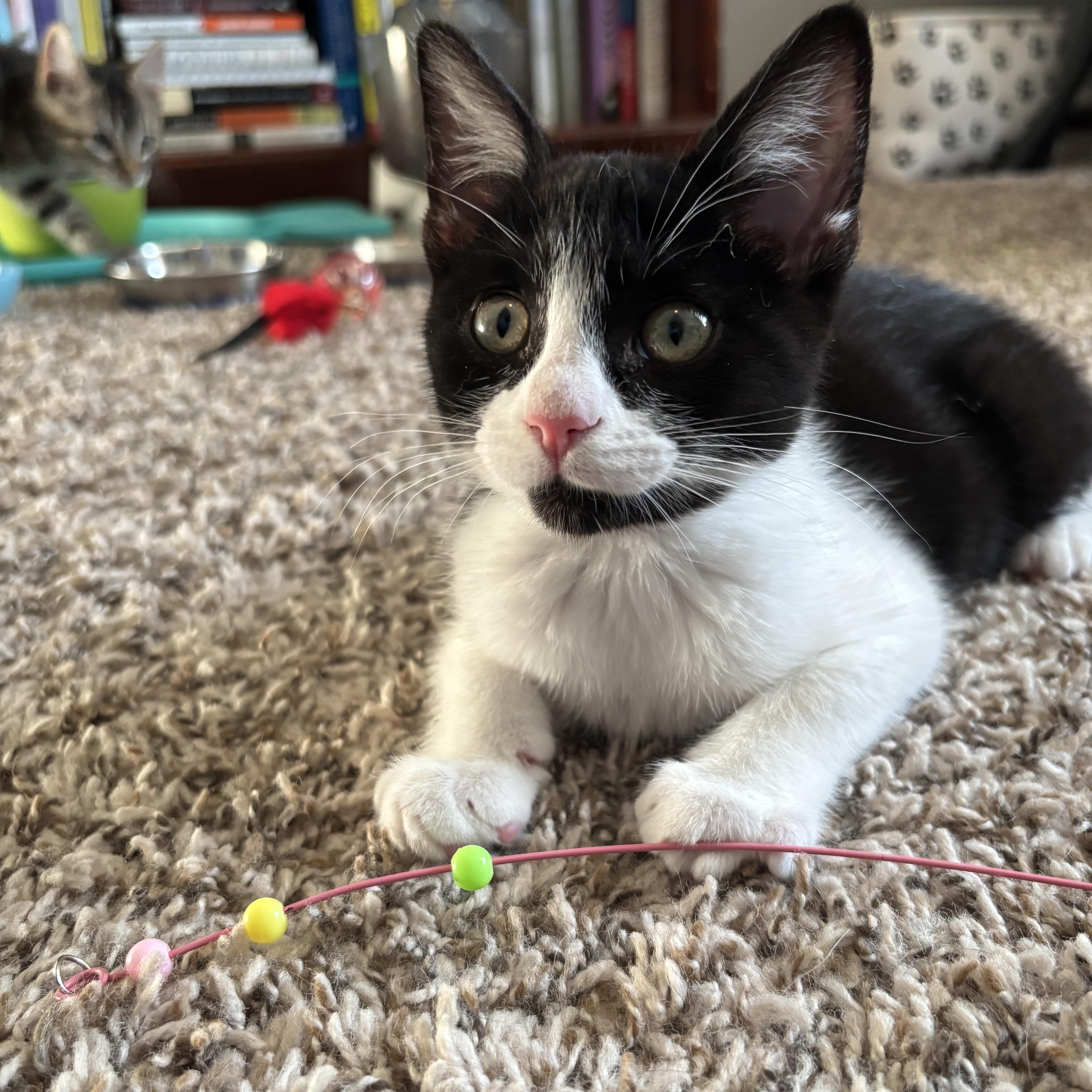 Winnie, ADOPTABLE, Kitten Female Tuxedo.