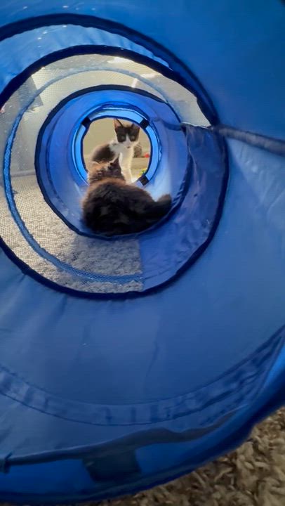 Enlarge Winnie, a ADOPTABLE Tuxedo in Sacramento, CA video 4/5