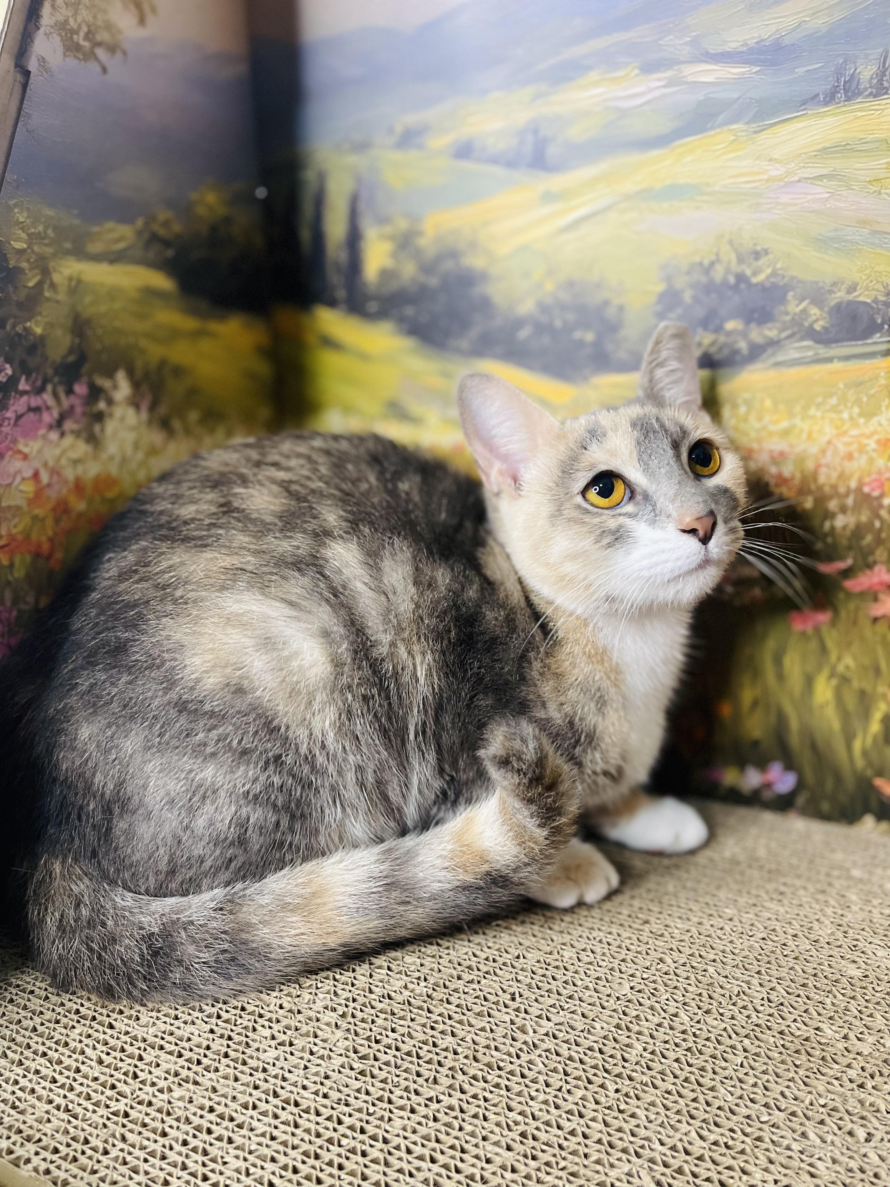 Enlarge Joel, an adopted Domestic Short Hair in Fort Pierce, FL image 3/4