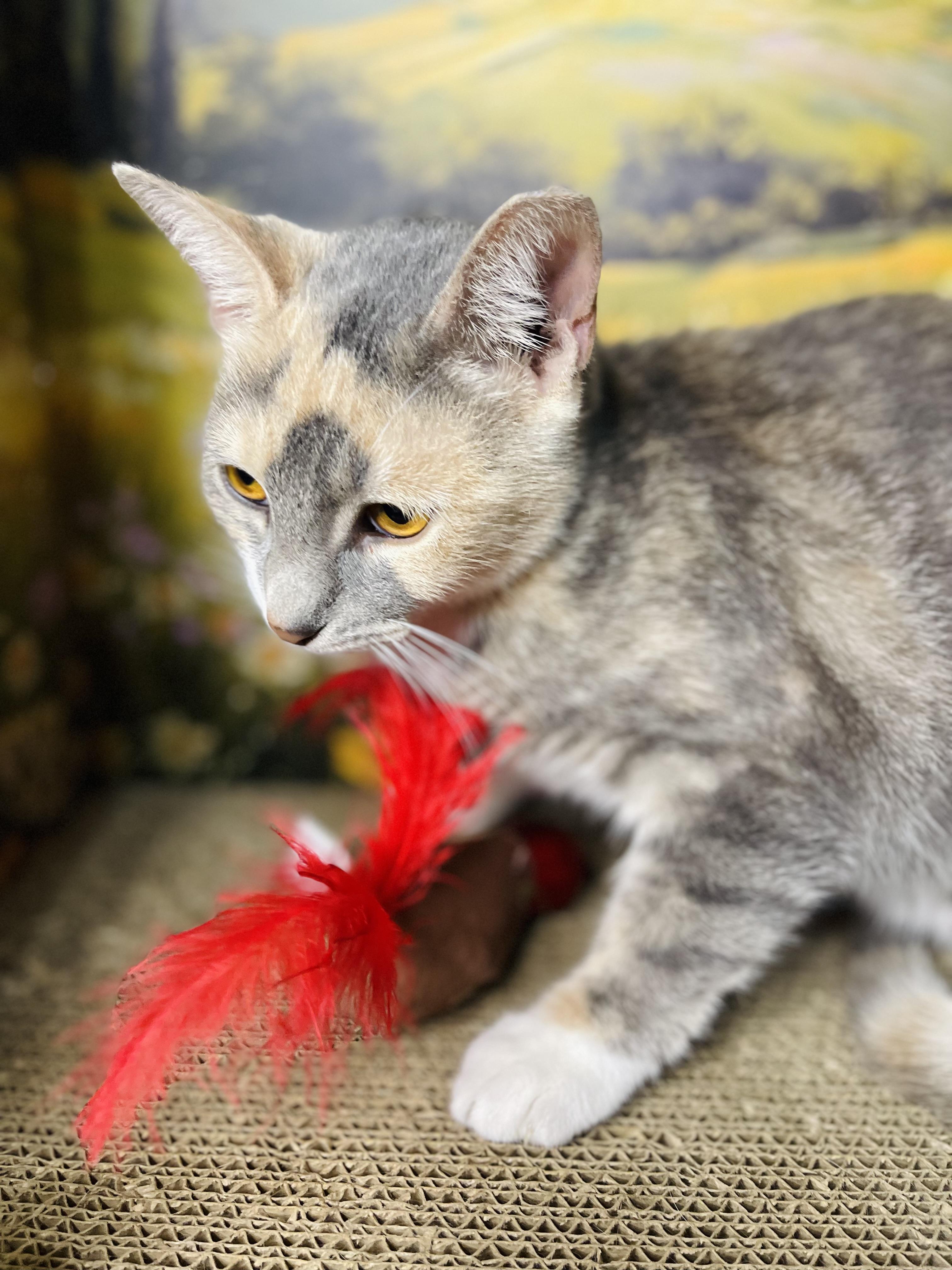 Enlarge Joel, an adopted Domestic Short Hair in Fort Pierce, FL image 2/4