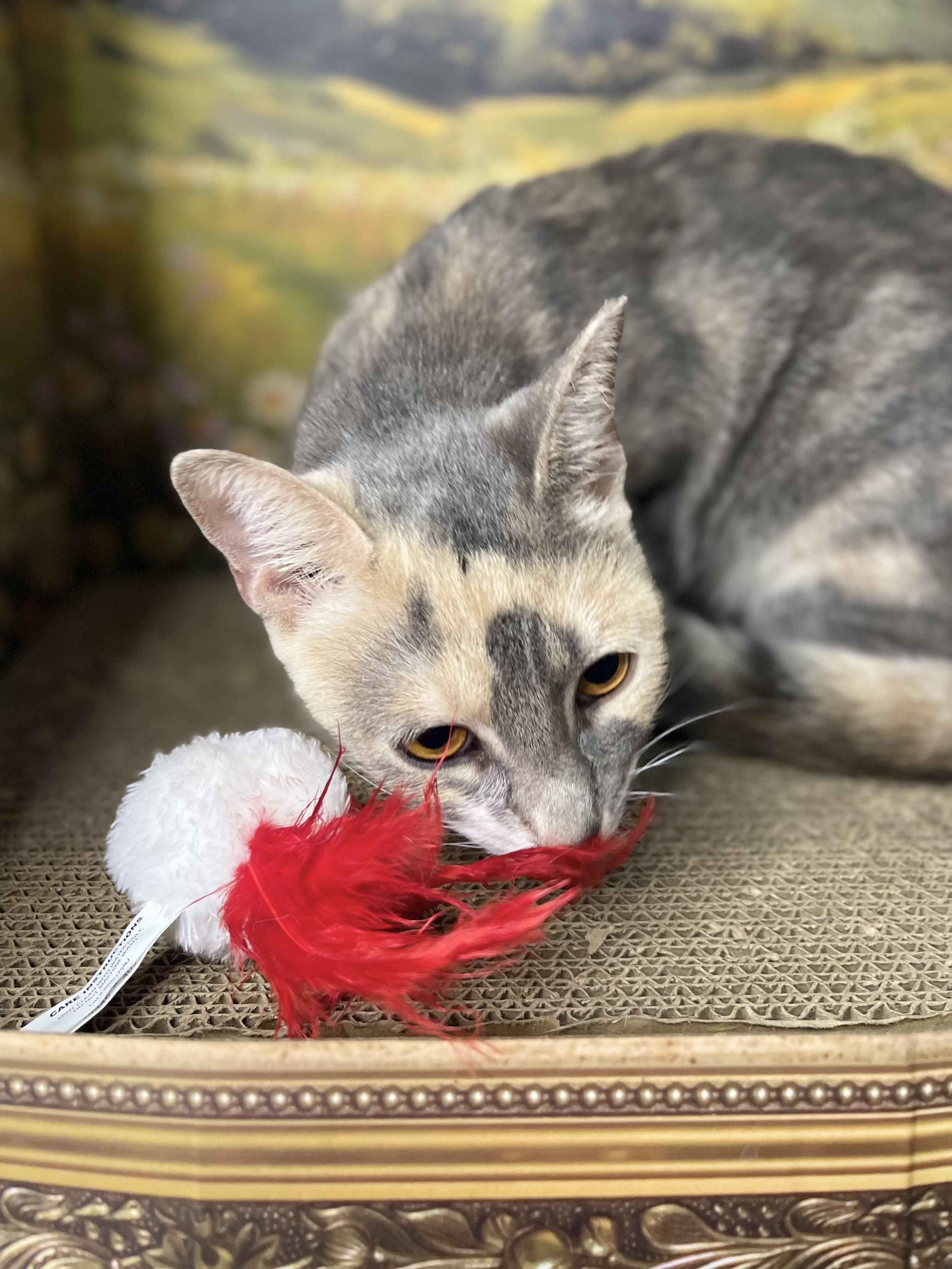 Enlarge Joel, an adopted Domestic Short Hair in Fort Pierce, FL image 4/4
